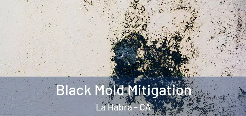 Black Mold Mitigation La Habra - CA