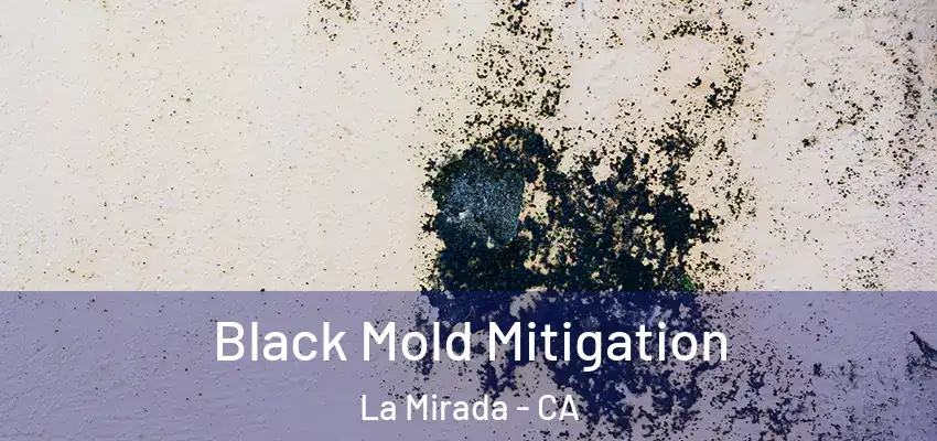  Black Mold Mitigation La Mirada - CA