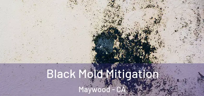  Black Mold Mitigation Maywood - CA