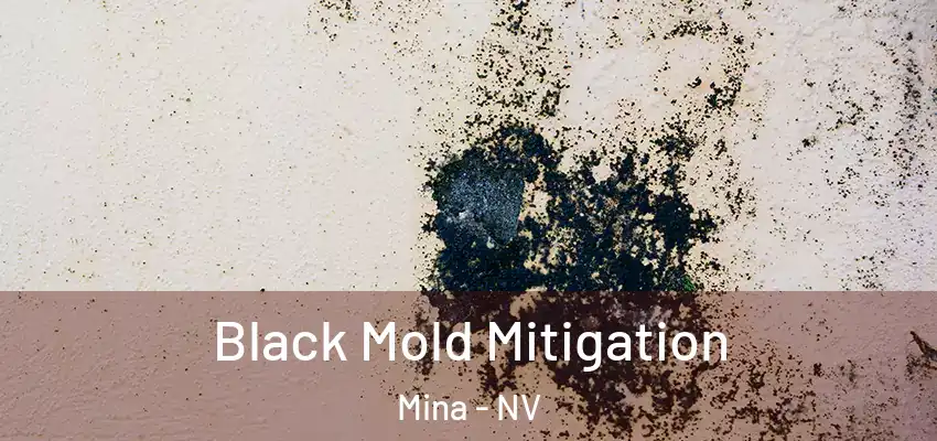  Black Mold Mitigation Mina - NV