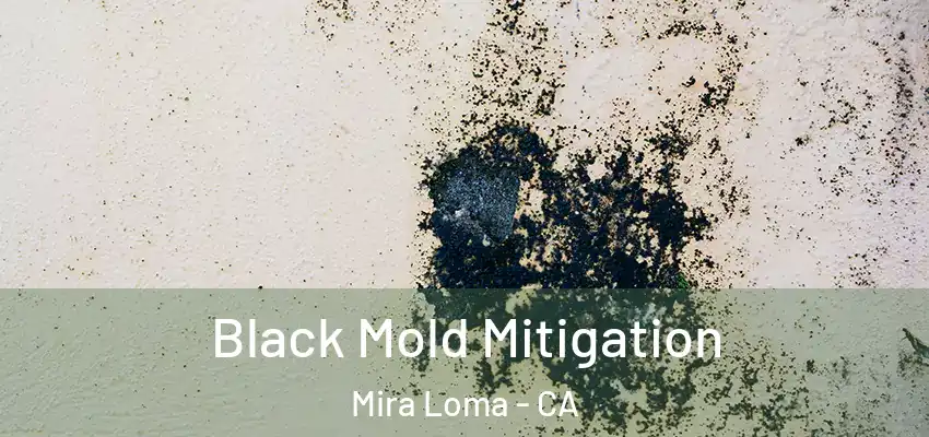 Black Mold Mitigation Mira Loma - CA