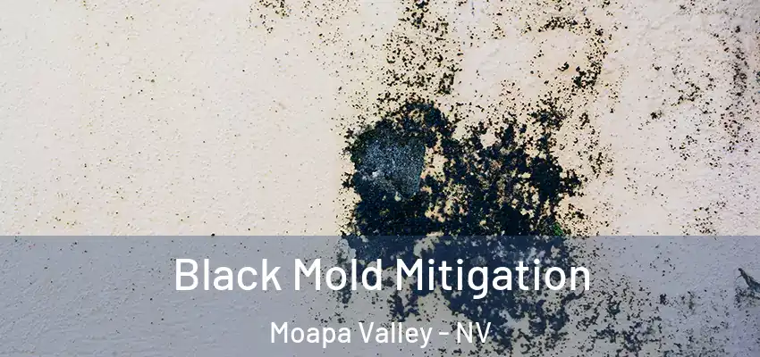  Black Mold Mitigation Moapa Valley - NV