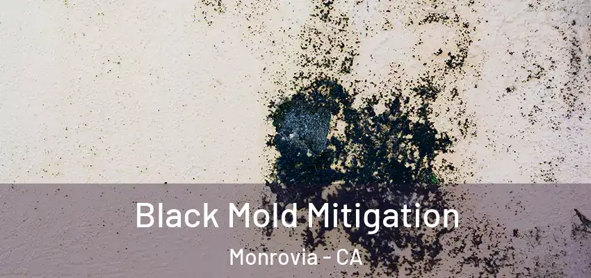 Black Mold Mitigation Monrovia - CA
