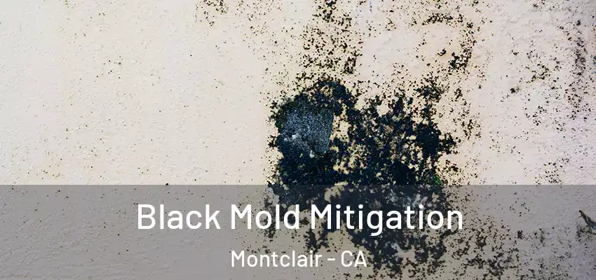  Black Mold Mitigation Montclair - CA