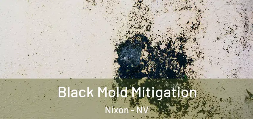  Black Mold Mitigation Nixon - NV