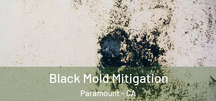  Black Mold Mitigation Paramount - CA
