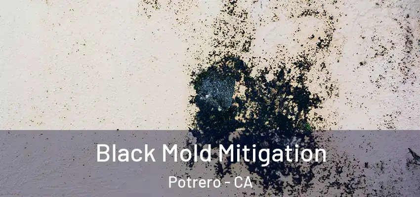  Black Mold Mitigation Potrero - CA