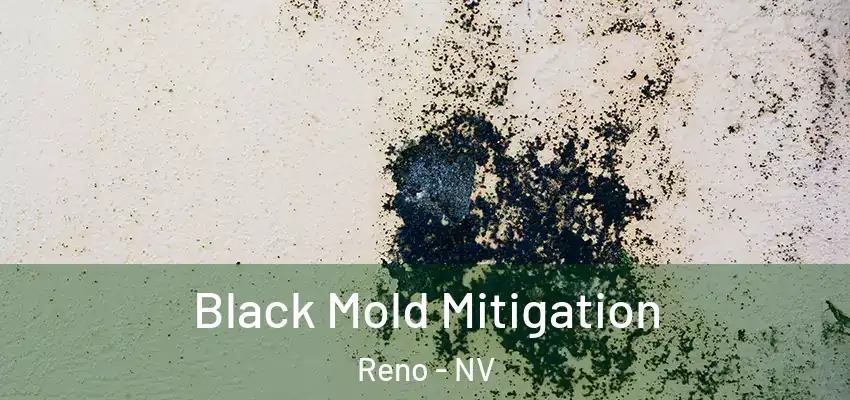  Black Mold Mitigation Reno - NV