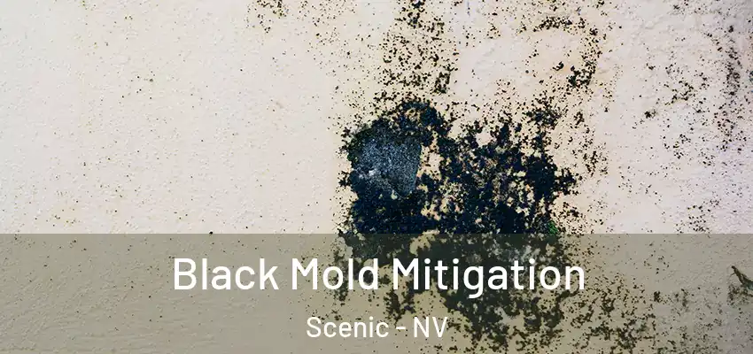  Black Mold Mitigation Scenic - NV