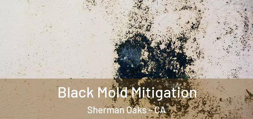  Black Mold Mitigation Sherman Oaks - CA