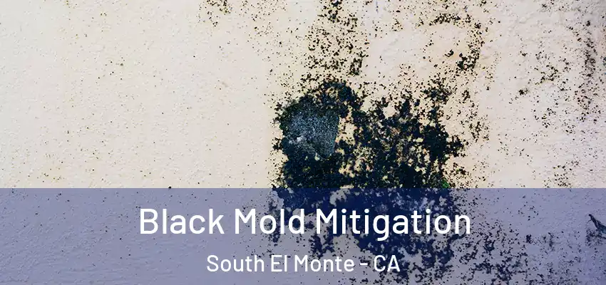 Black Mold Mitigation South El Monte - CA