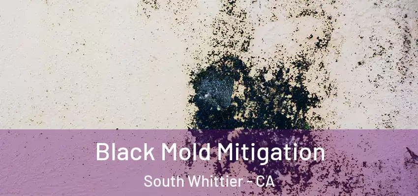  Black Mold Mitigation South Whittier - CA
