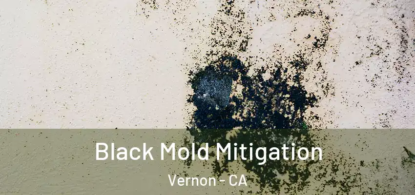  Black Mold Mitigation Vernon - CA