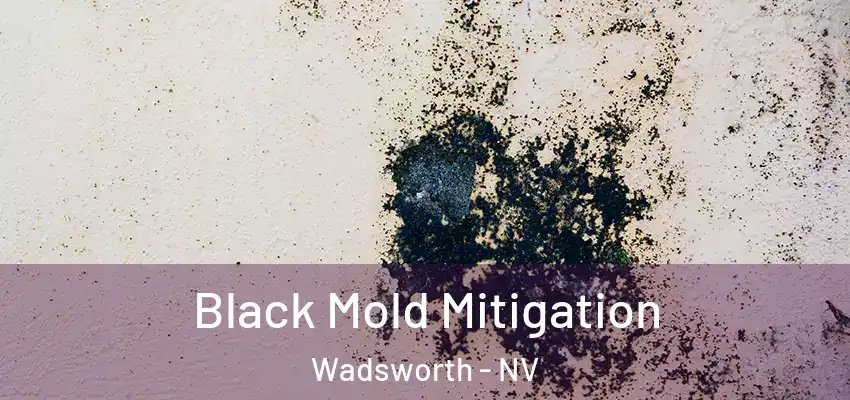  Black Mold Mitigation Wadsworth - NV