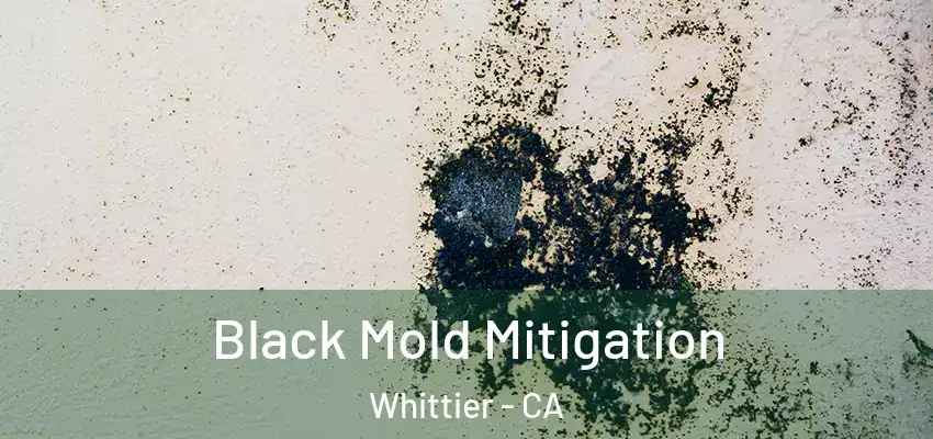 Black Mold Mitigation Whittier - CA