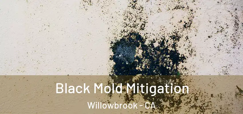  Black Mold Mitigation Willowbrook - CA