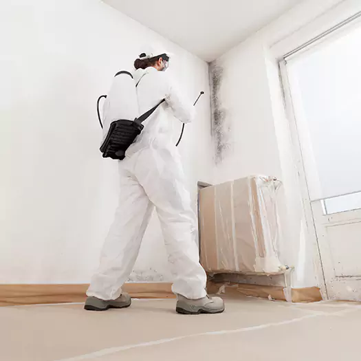Trusted Black Mold Clean Up Experts in Cerritos, CA
