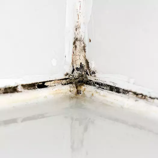 Trusted Black Mold in Shower Experts in Cerritos, CA