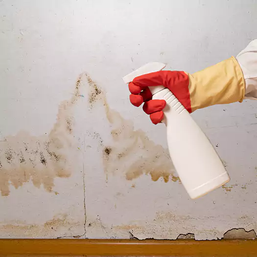Trusted Black Mold Mitigation Specialists in Cerritos, CA