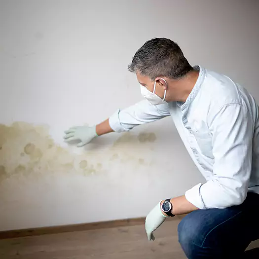 Trusted Mold Remediation and Removal Experts in Cerritos, CA