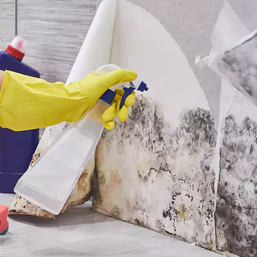 Reliable Mold Abatement Specialists in Cerritos, CA