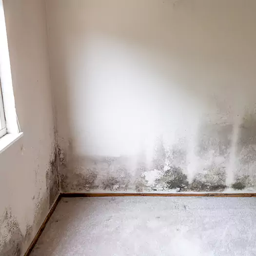 Trusted Mold Cleanup Specialists in Cerritos, CA