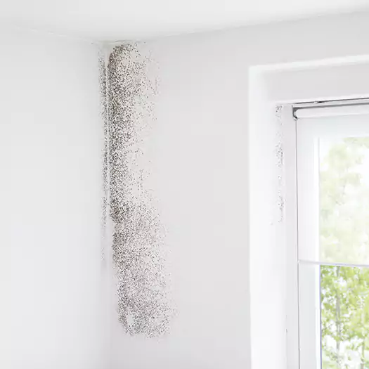 Trusted Mold Eradication Professionals Serving in Cerritos, CA