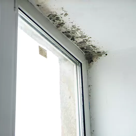 Trusted Mold on Bathroom Ceiling Experts in Cerritos, CA