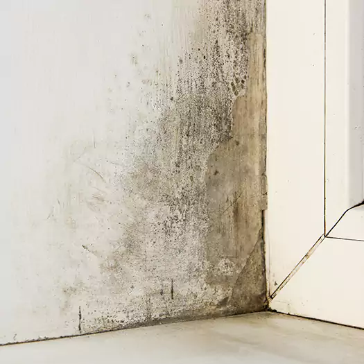 Skilled Mold on Drywall Experts in Cerritos, CA