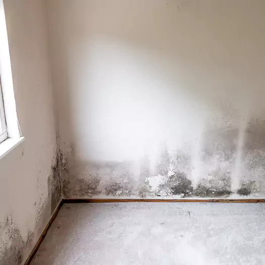 Trusted Mold on the Wall Experts in Cerritos, CA