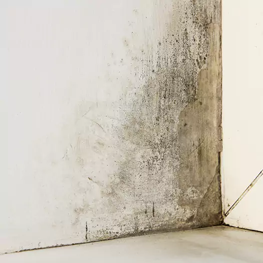 #1 Mold Remediation and Removal Experts in Cerritos, CA