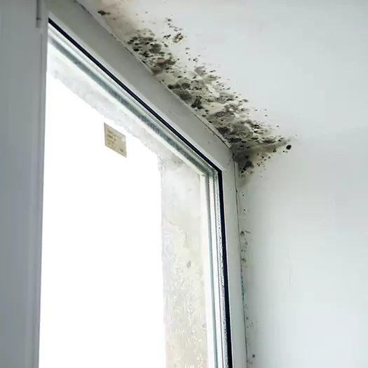 Reliable Mold Treatment Specialists in Cerritos, CA