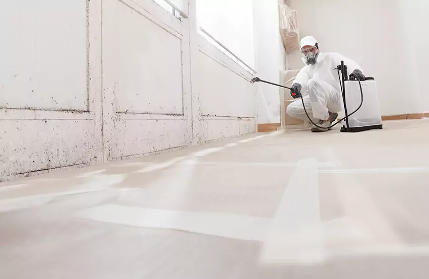 Professional Mold Remediation & Restoration Experts in Cerritos, CA