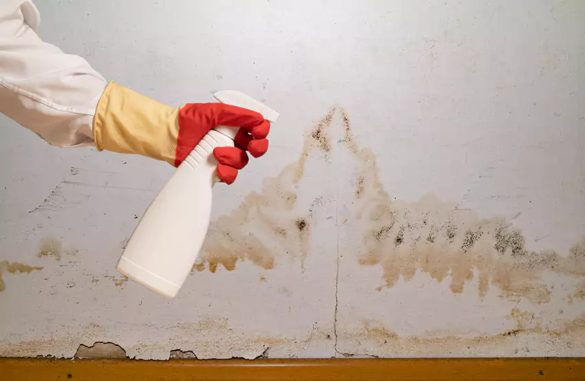 Prevent Future Mold in Cerritos, CA