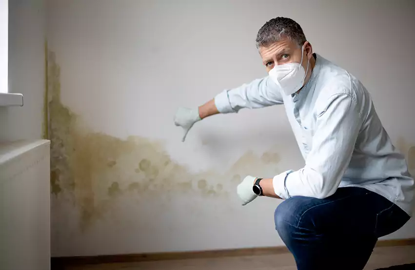 Mold Removal in Cerritos, CA