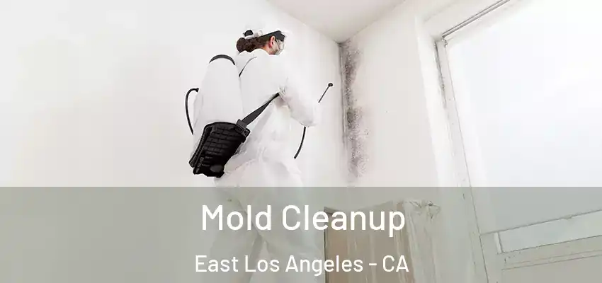  Mold Cleanup East Los Angeles - CA