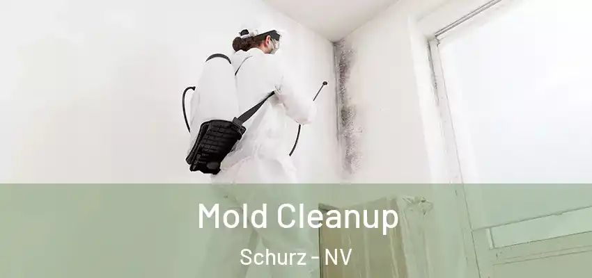  Mold Cleanup Schurz - NV
