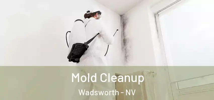  Mold Cleanup Wadsworth - NV