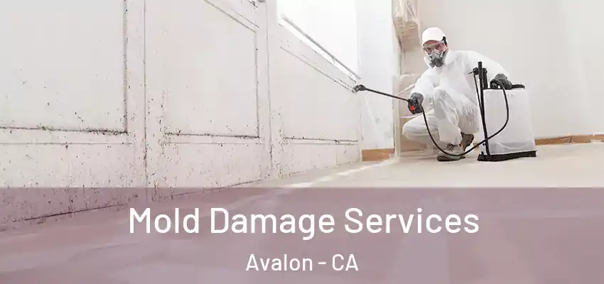  Mold Damage Services Avalon - CA