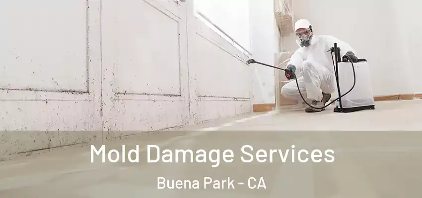  Mold Damage Services Buena Park - CA