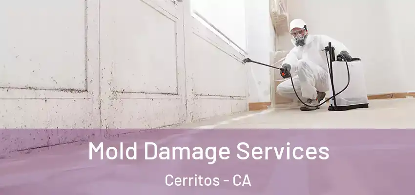  Mold Damage Services Cerritos - CA