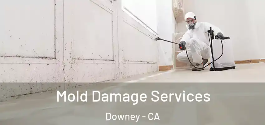  Mold Damage Services Downey - CA