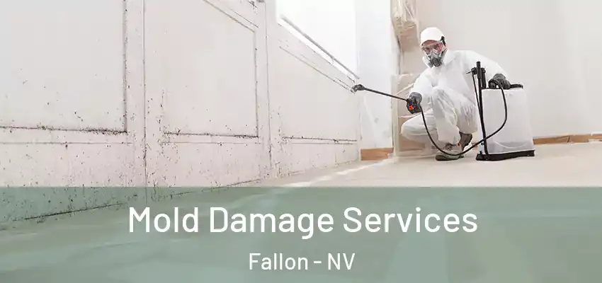  Mold Damage Services Fallon - NV