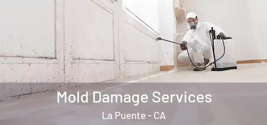  Mold Damage Services La Puente - CA