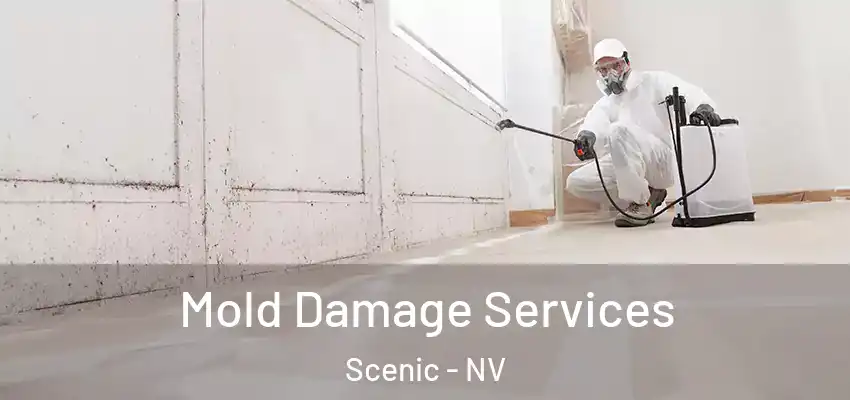  Mold Damage Services Scenic - NV
