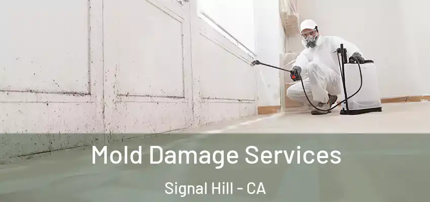 Mold Damage Services Signal Hill - CA
