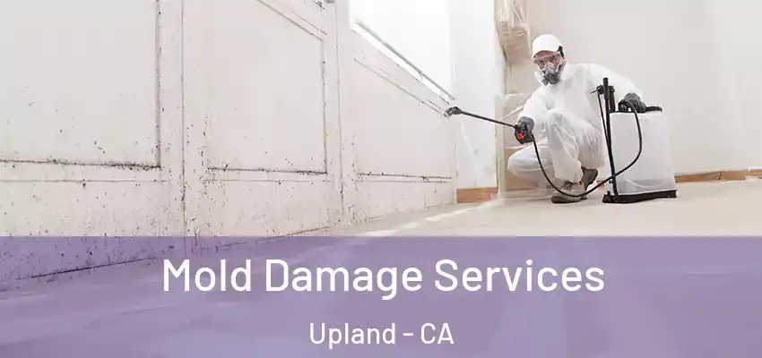  Mold Damage Services Upland - CA
