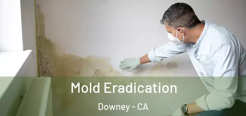  Mold Eradication Downey - CA