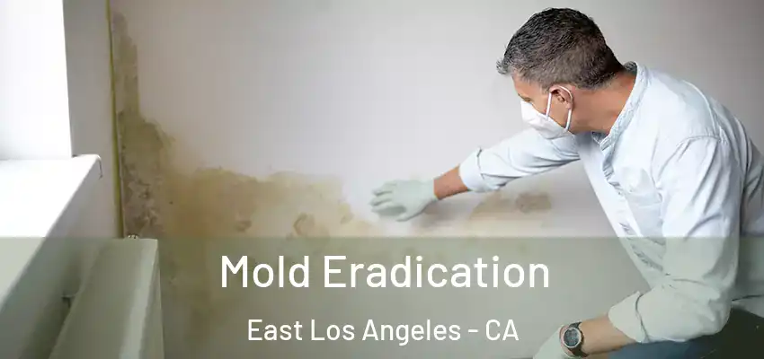  Mold Eradication East Los Angeles - CA