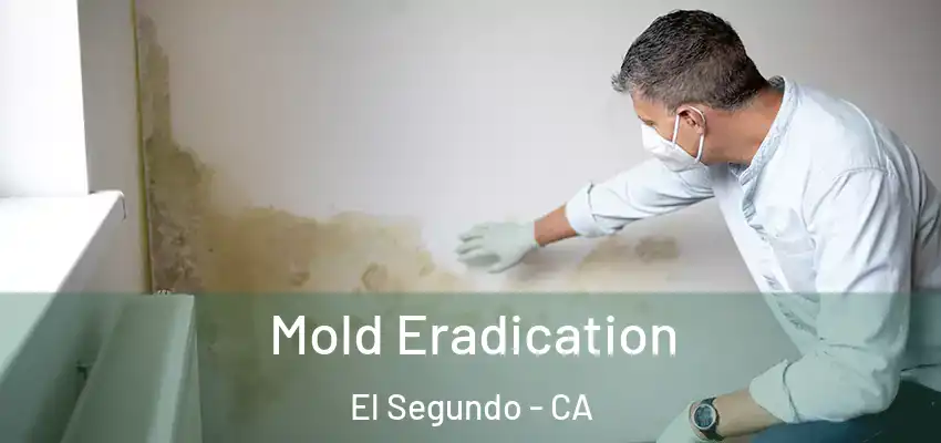  Mold Eradication El Segundo - CA